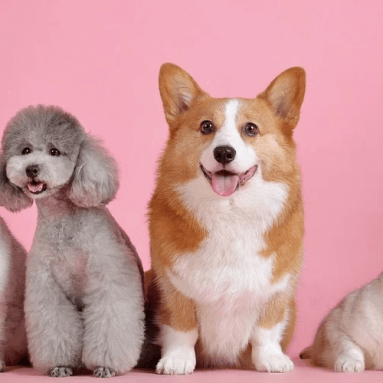 National Love Your Pet Day